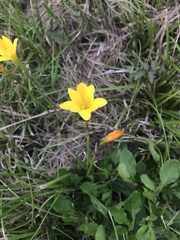 Zephyranthes citrina