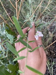 Lathyrus lanszwertii