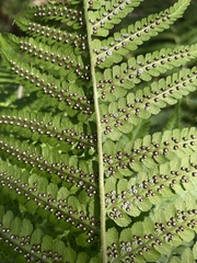 Dryopteris filix-mas