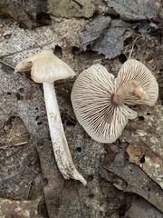 Inocybe geophylla