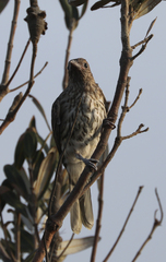 Sphecotheres vieilloti