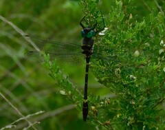 Macromia