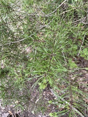 Pinus virginiana