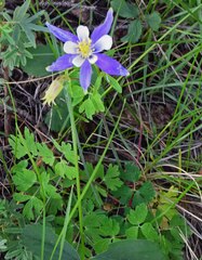 Aquilegia coerulea