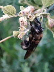 Xylocopa