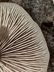 Inocybe geophylla