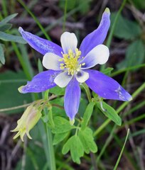 Aquilegia coerulea