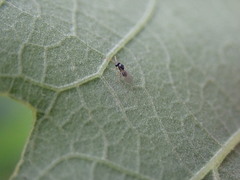Cynipoidea
