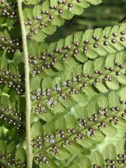 Dryopteris filix-mas