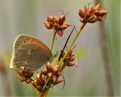 Coenonympha california
