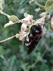 Xylocopa