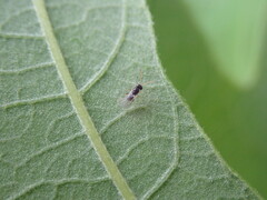 Cynipoidea