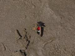 Lycorma delicatula