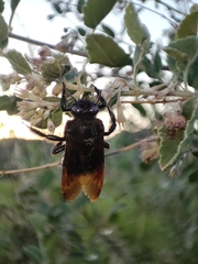 Xylocopa