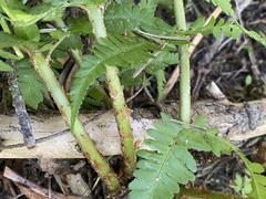 Dryopteris filix-mas