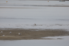 Limosa lapponica