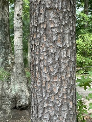 Pinus virginiana