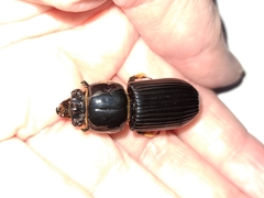 Odontotaenius disjunctus