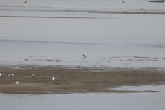 Limosa lapponica