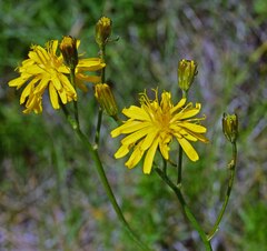 Pilosella caespitosa