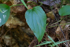 Smilax tamnoides