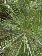 Pinus taeda