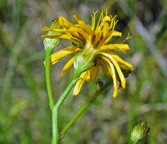 Pilosella caespitosa