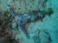 Malleus malleus