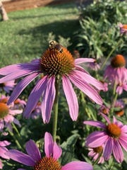 Bombus