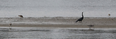 Limosa lapponica