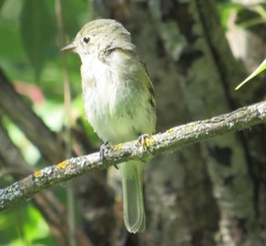 Empidonax minimus