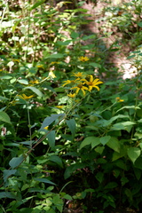 Heliopsis helianthoides