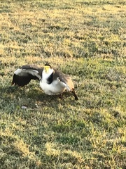 Vanellus miles novaehollandiae