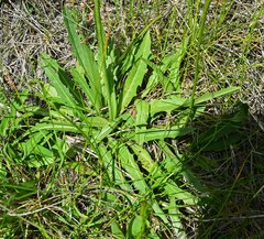 Pilosella caespitosa