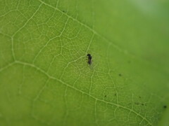 Cynipoidea
