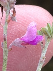 Indigofera sp11
