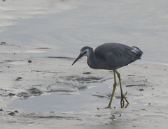 Egretta novaehollandiae