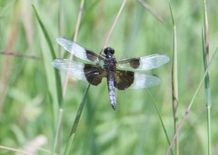 Libellula luctuosa
