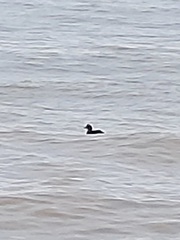 Somateria mollissima