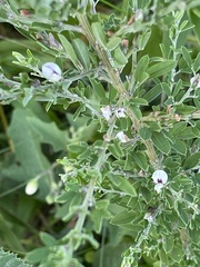 Lespedeza cuneata