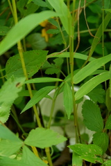 Oxypolis rigidior rigidior