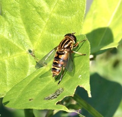 Helophilus fasciatus