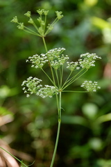 Oxypolis rigidior rigidior