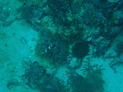 Entacmaea quadricolor