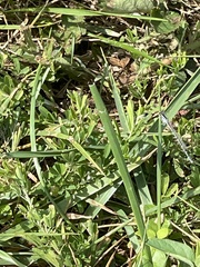 Enallagma durum