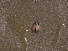 Lycorma delicatula