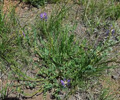 Astragalus laxmannii robustior