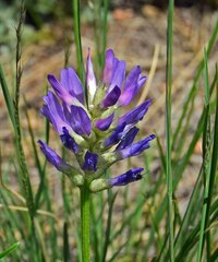 Astragalus laxmannii robustior