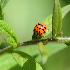 Hesperomyces harmoniae