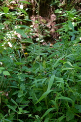 Oxypolis rigidior rigidior